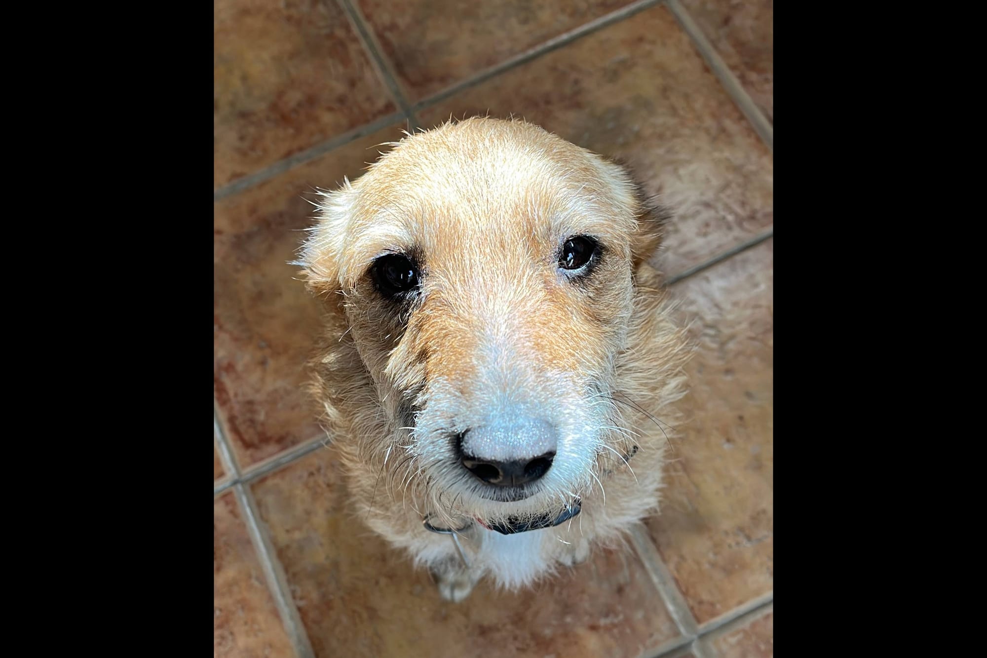Why I decided I needed help with my mutt 🦮🐶